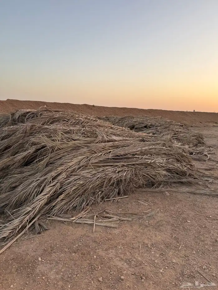 عسيب نخل 0