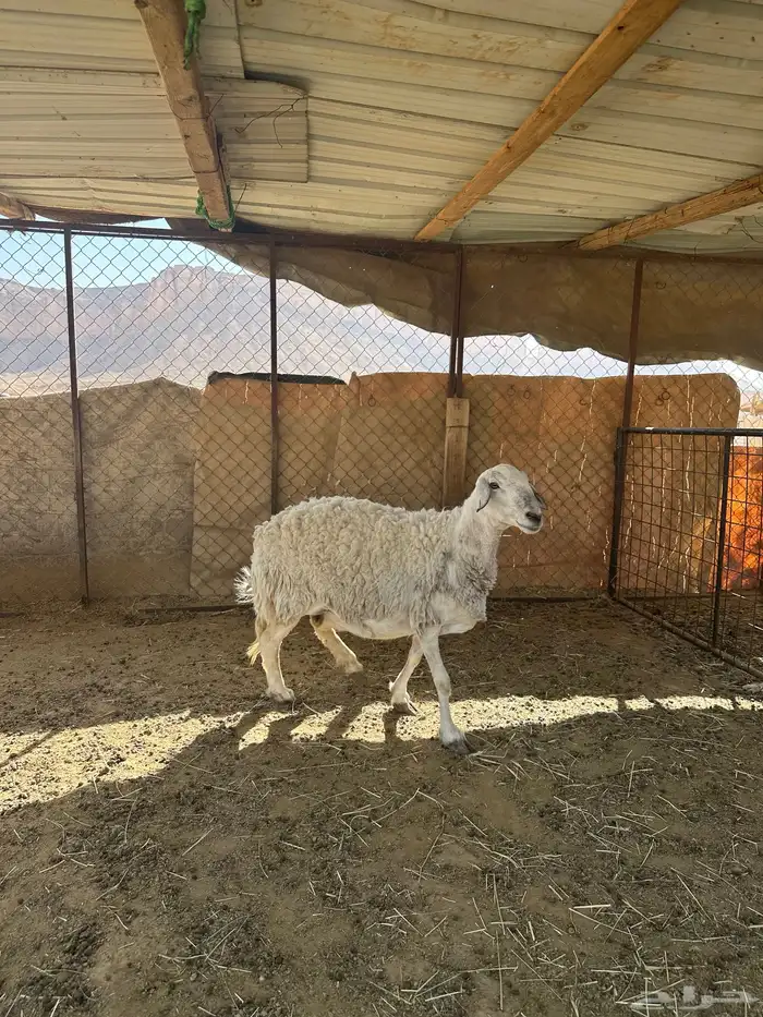 شاه حرشاء صنف حاصب شقاء لها اربع شهور للبيع 0