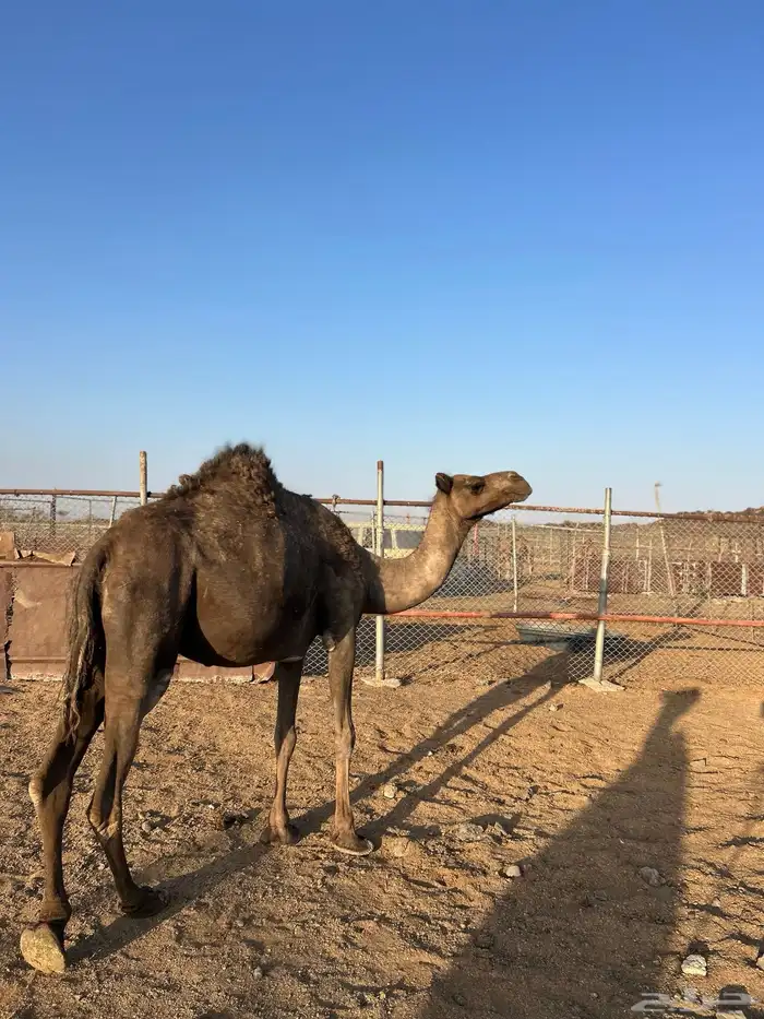 للبيع ناقتين صفر 3