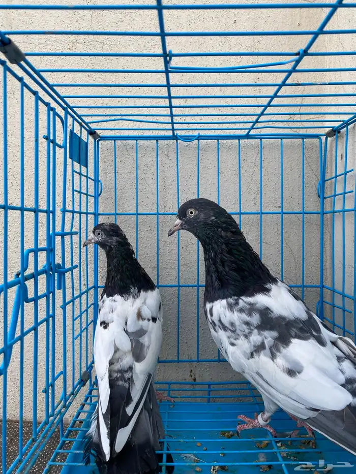 حمام باكستاني تيدي ورامبوري ورامات للبيع 5