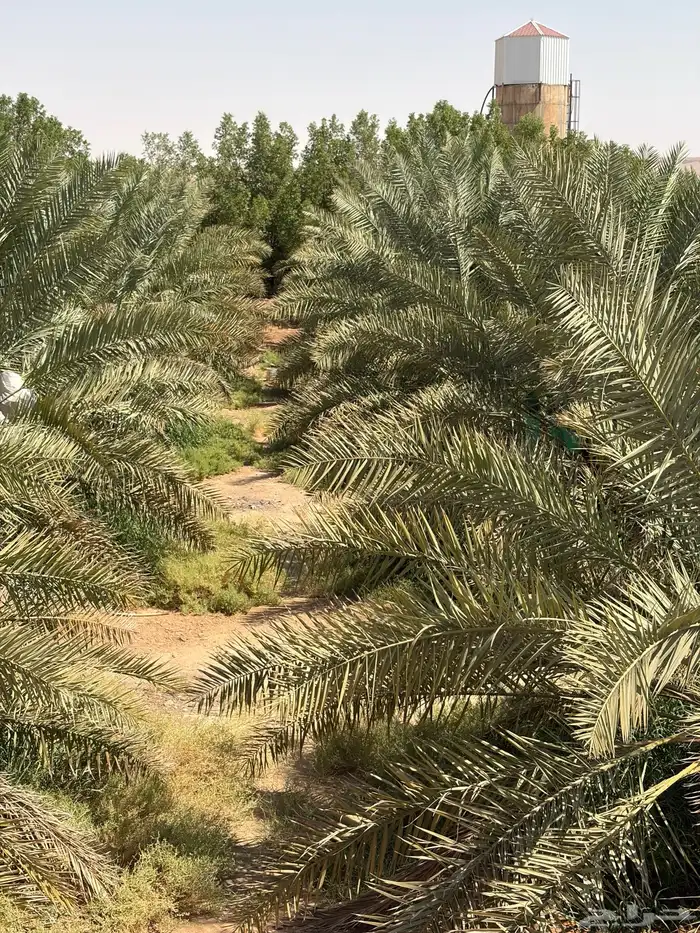 حوالي 100 نخلة (جثايث) ارتفاع 2متر إلى 3 متر 1