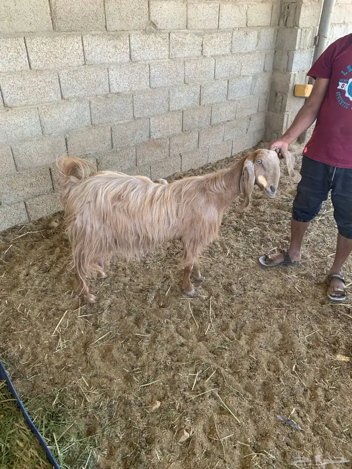 ماعز 5