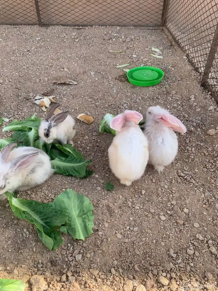 للبيع ارانب 2