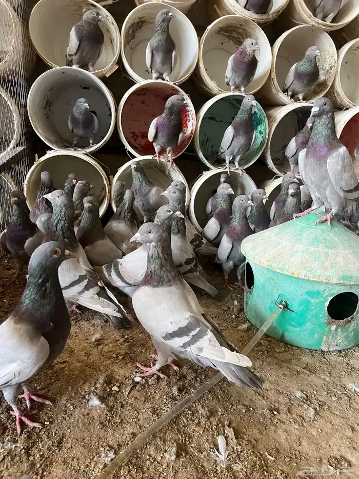 حمام فرنسي لاحم ابيض و سلفر الموقع الخرج 10