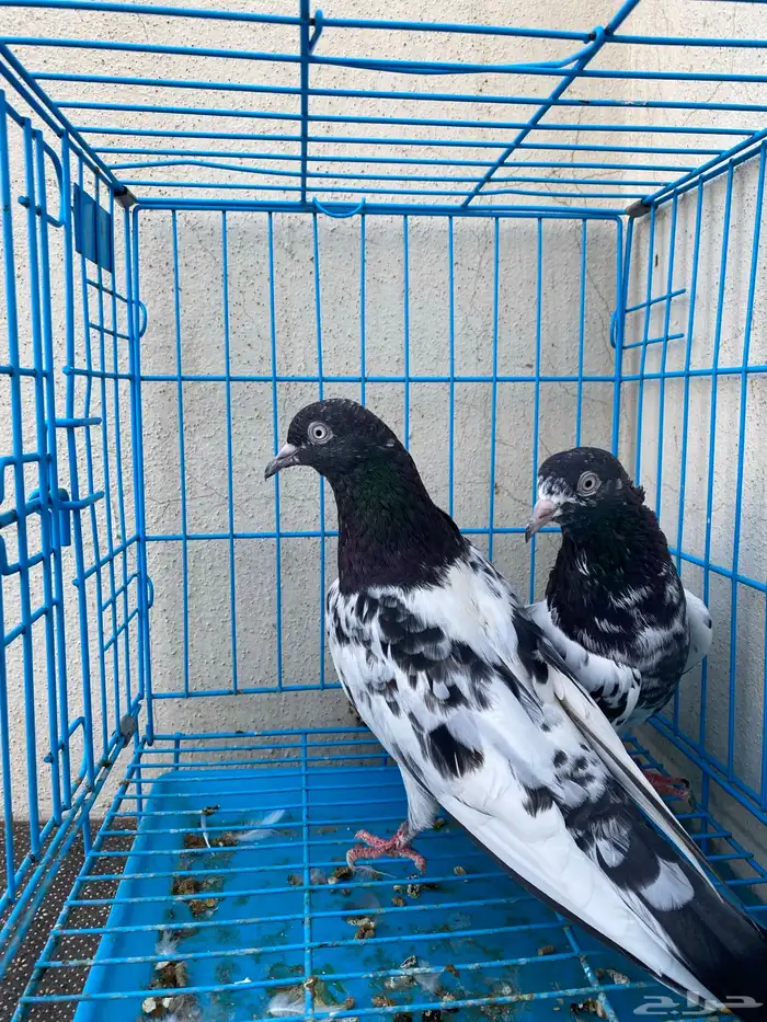 حمام باكستاني تيدي ورامبوري ورامات للبيع 3