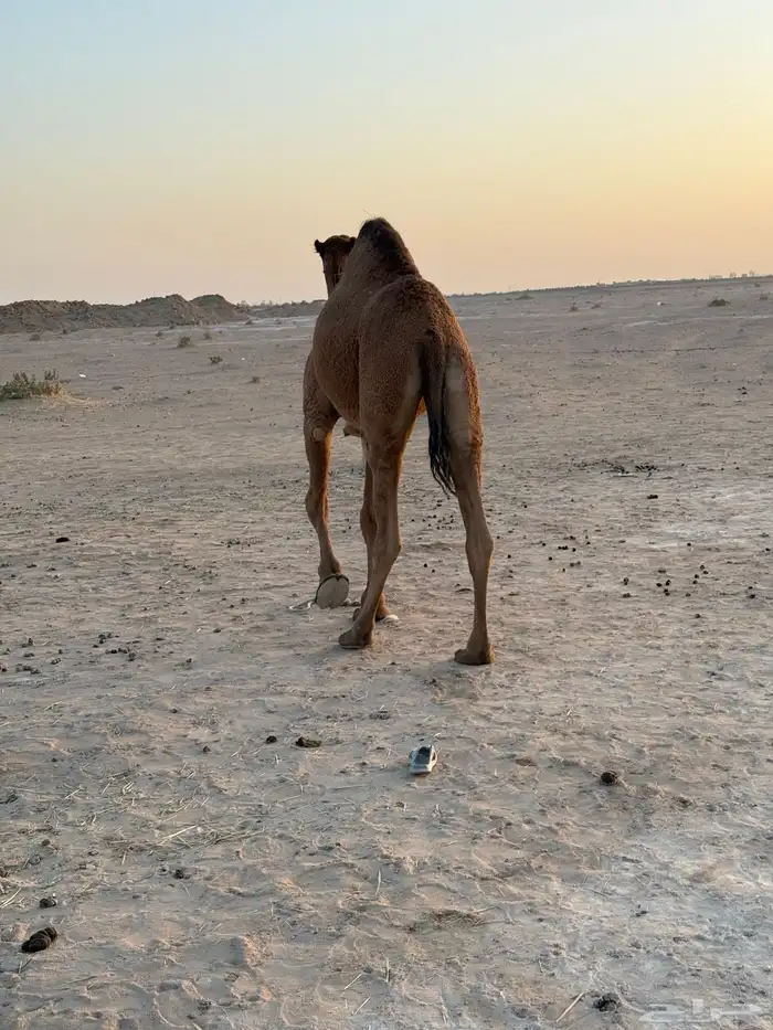بكره سنها جذعه حايل التصاق رحم 2
