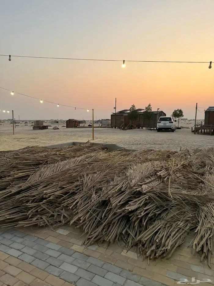 سعف نخل 4