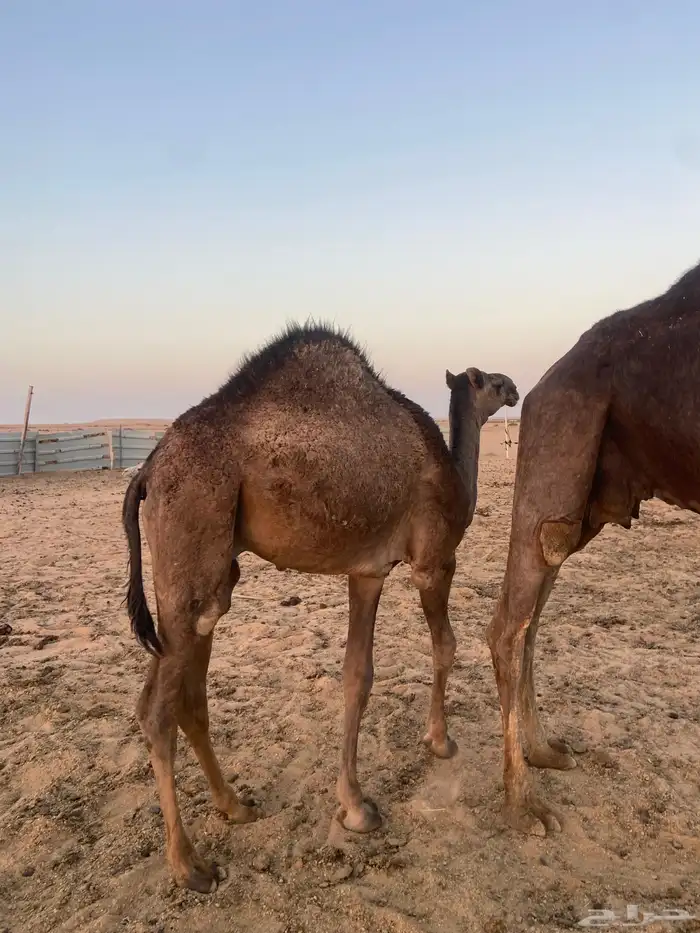 حاشي طيب 2