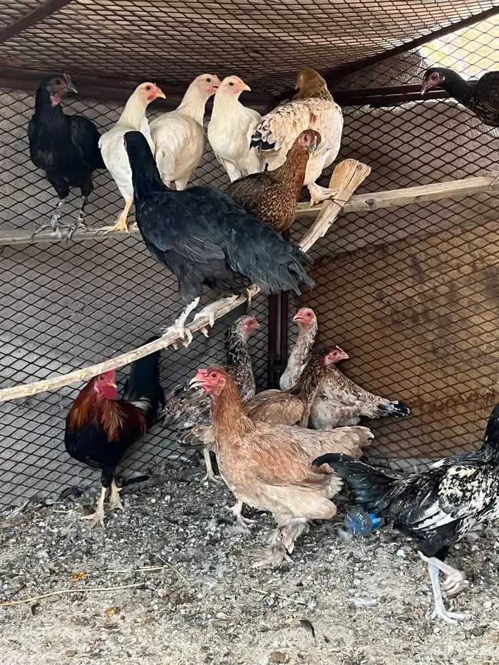 دجاج بري البيع العدد 16 2
