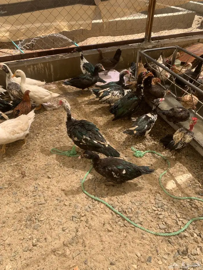 للبيع بط مصري وا بكيني 0
