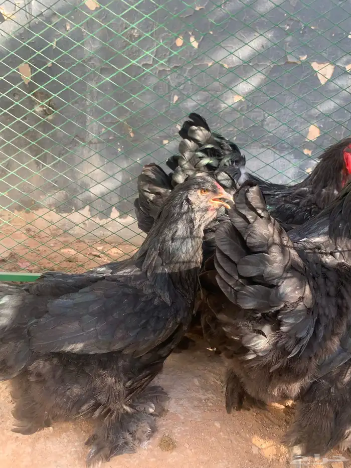 بشاير براهما اسود 2