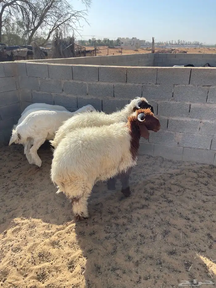 خرفان 2