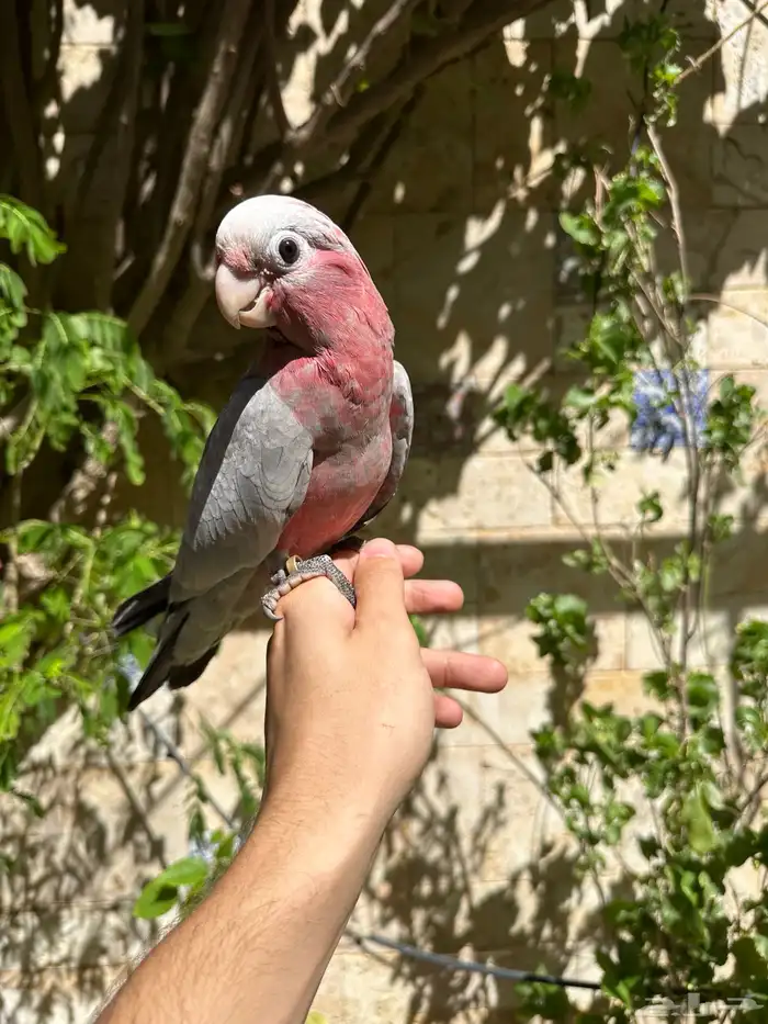 ببغاء كوكاتو جالا فرخ 4