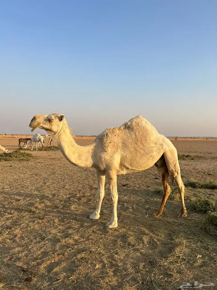 ضروبه للبيع ام ثالث 0