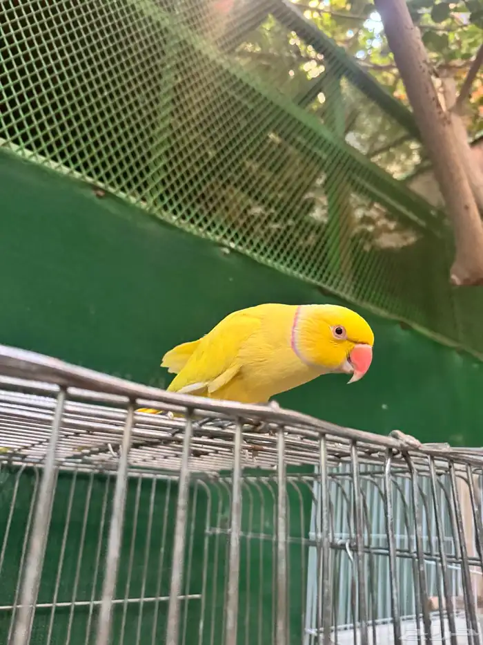 ذكر دره لاتينو 7