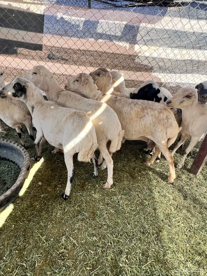 غنم رفيديات 7