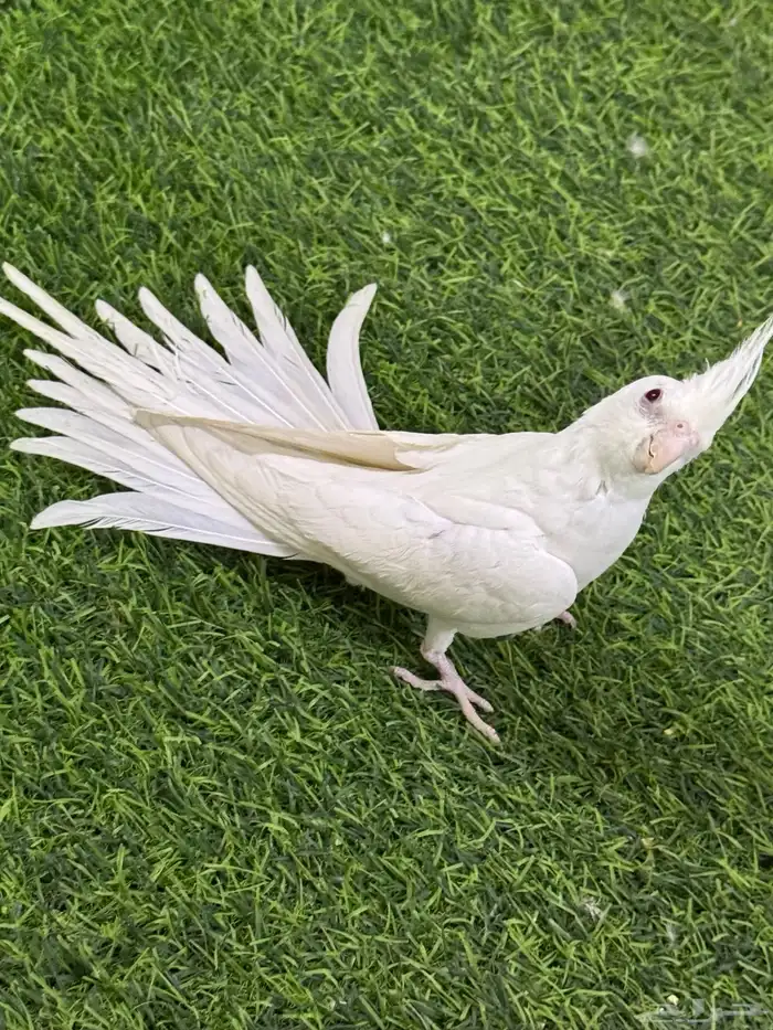 كروان هدد غر 0