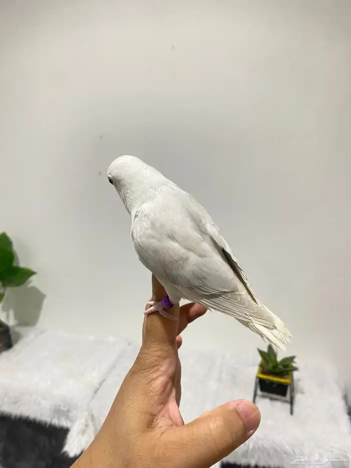 روزات اليفه جدا 8