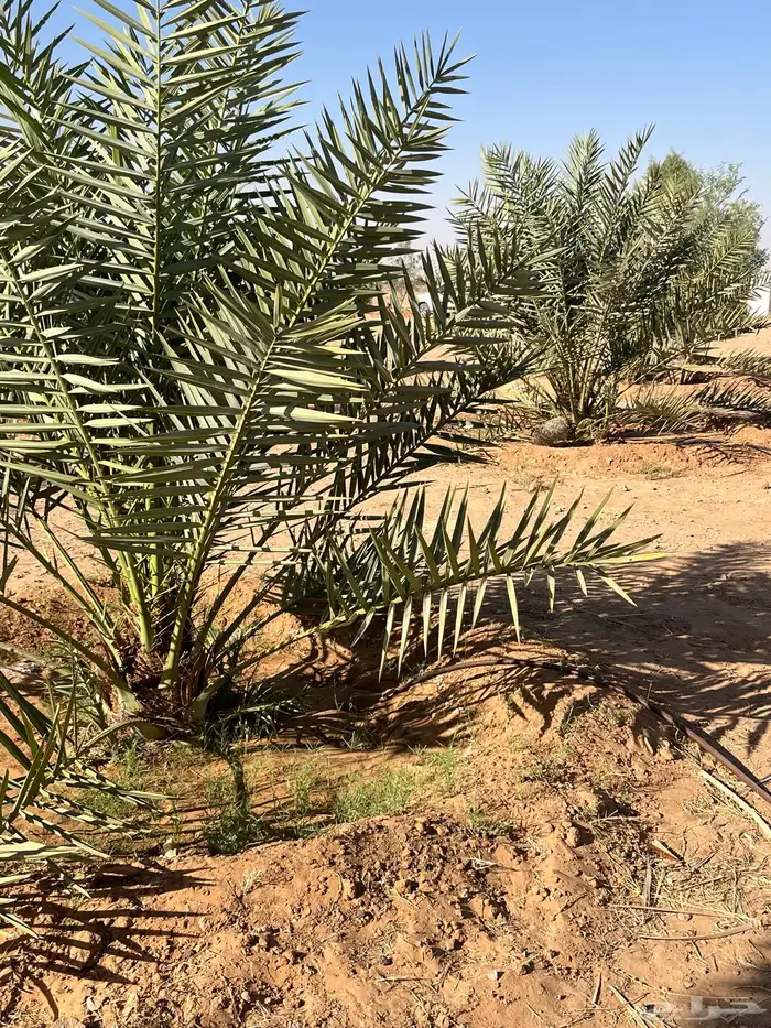 مزرعة للإيجار 4
