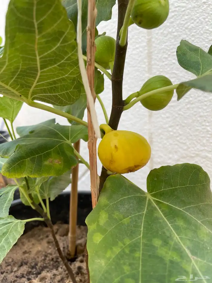 شتلات تين مثمرة Fig Trees 1
