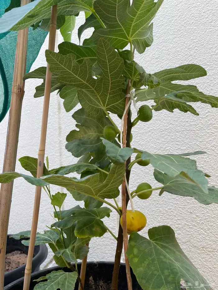 شتلات تين مثمرة Fig Trees 2