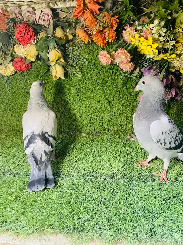 للبيع مجموعة طبات زواجل 7