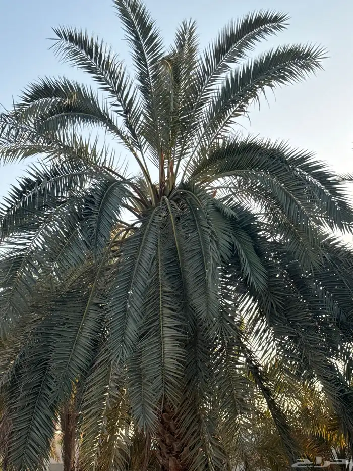 نخل 0