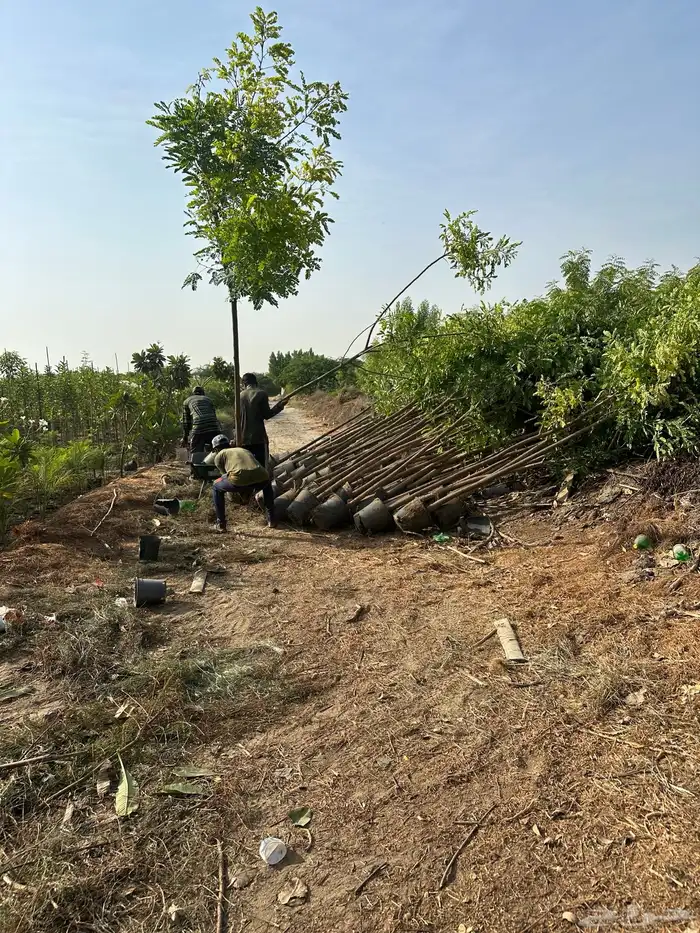 مشاتل بيع الاشجار بالجملة للكميات فقط 12