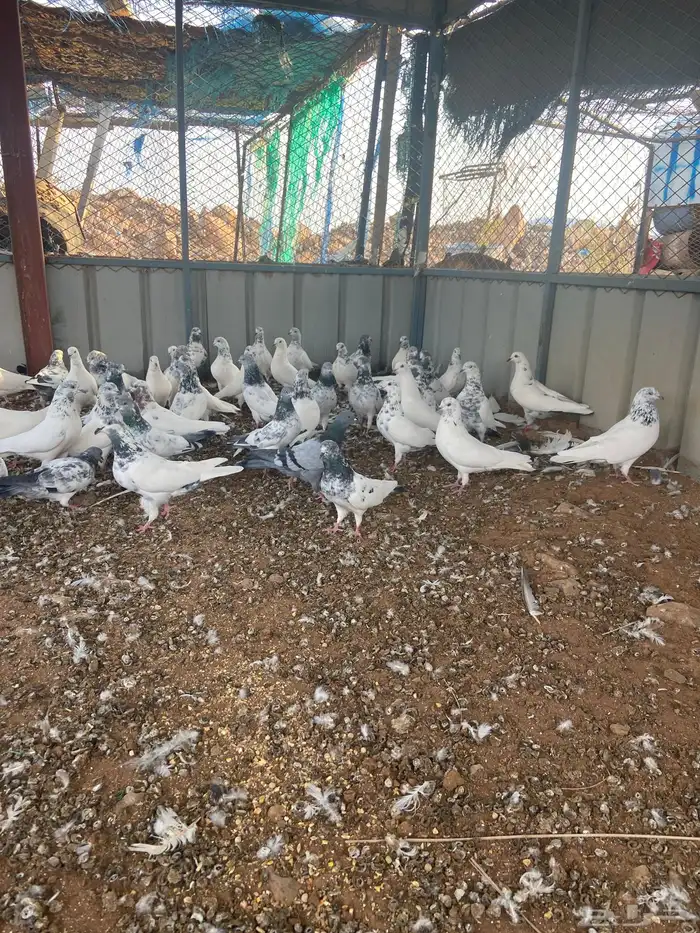 حمام بلدي للبيع 0