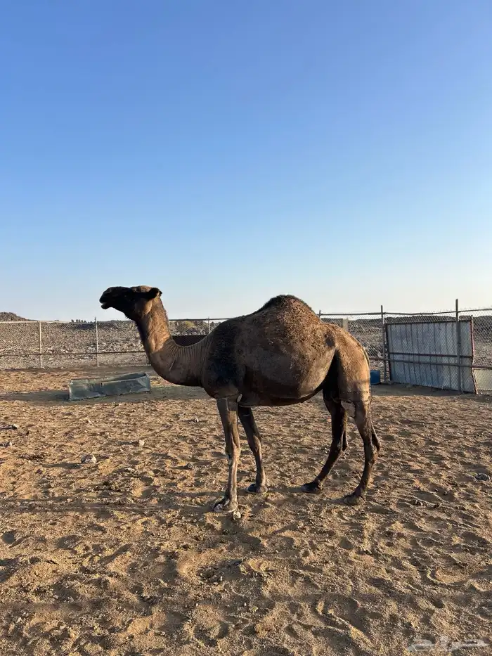 للبيع ناقتين صفر 2