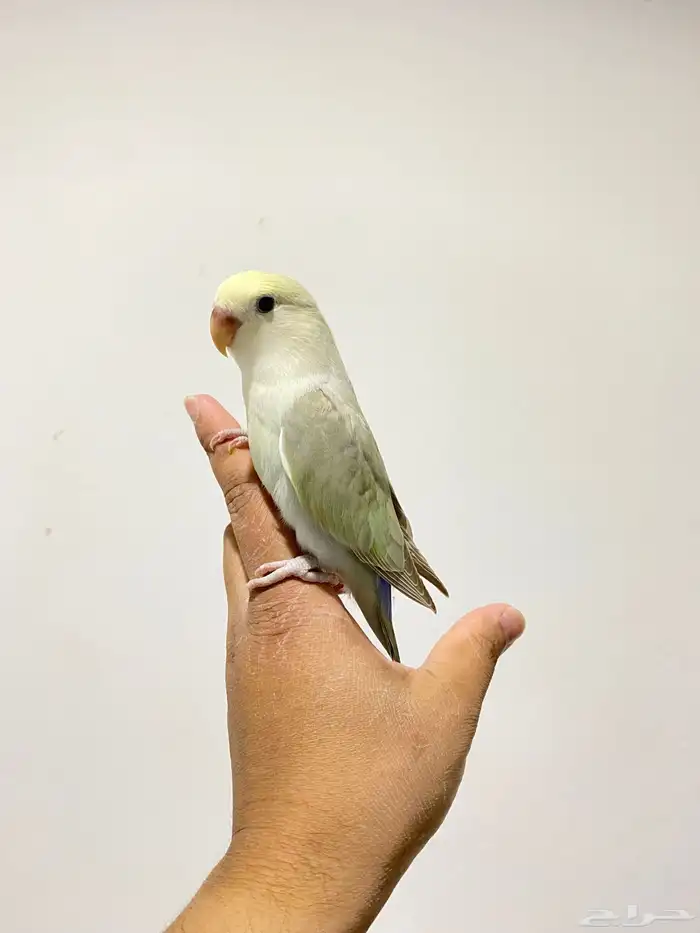 روزات اليفه جدا 0