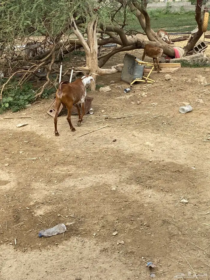 ماعز جنوبيه وشحاء 3