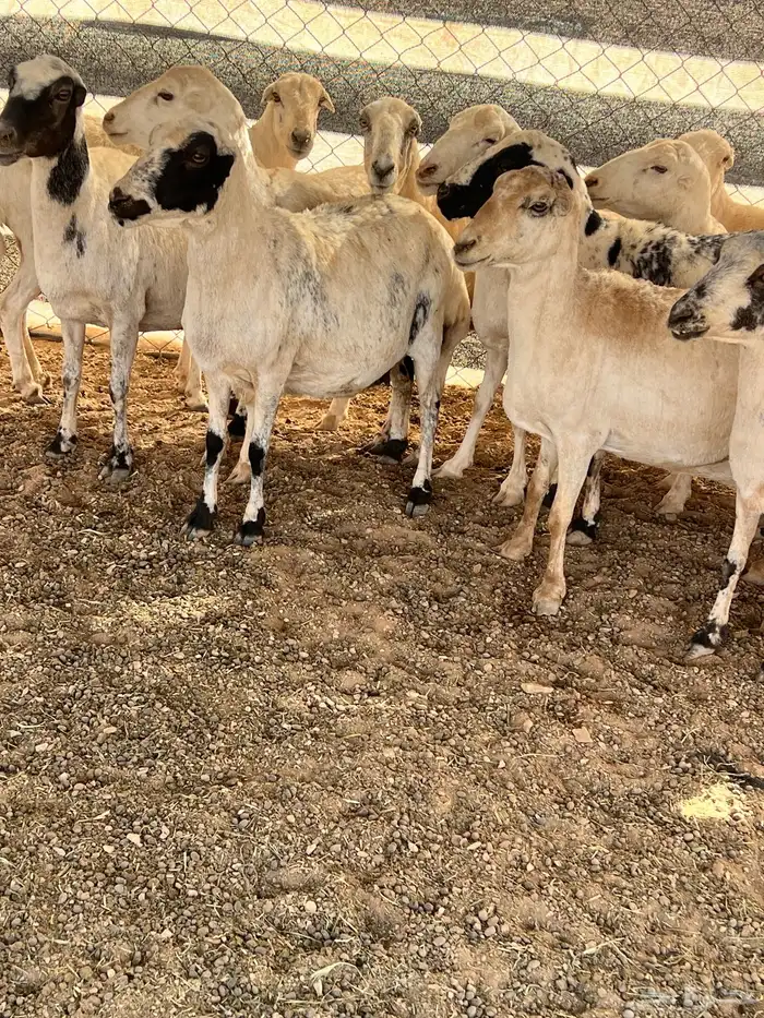 غنم رفيديات 12