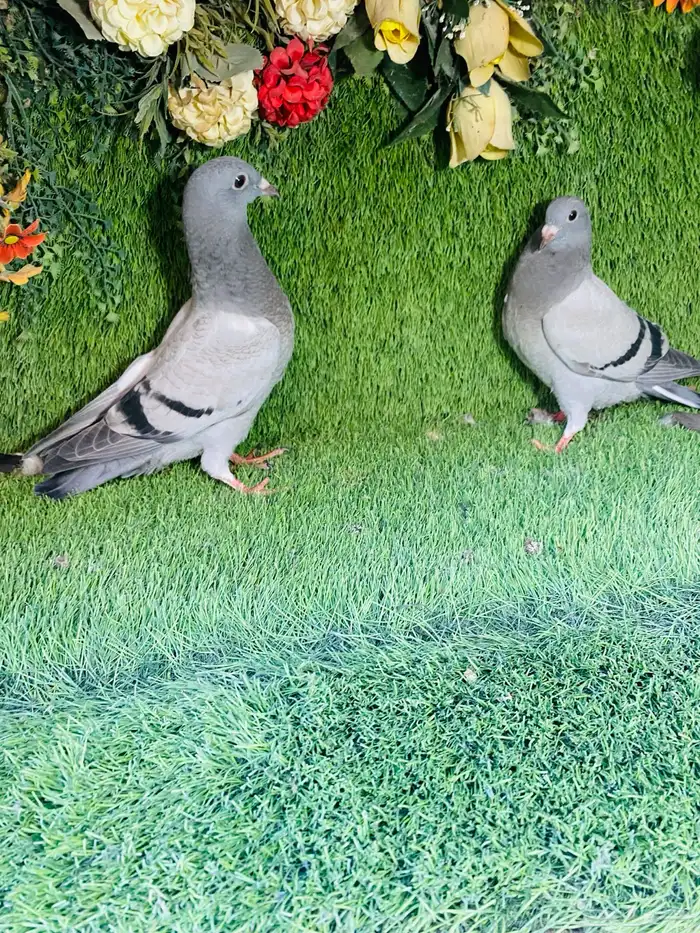 للبيع مجموعة طبات زواجل 17