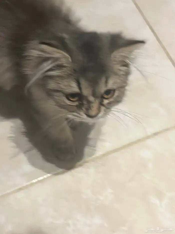 قطط للبيع 1