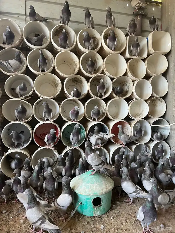 حمام فرنسي لاحم ابيض و سلفر الموقع الخرج 11