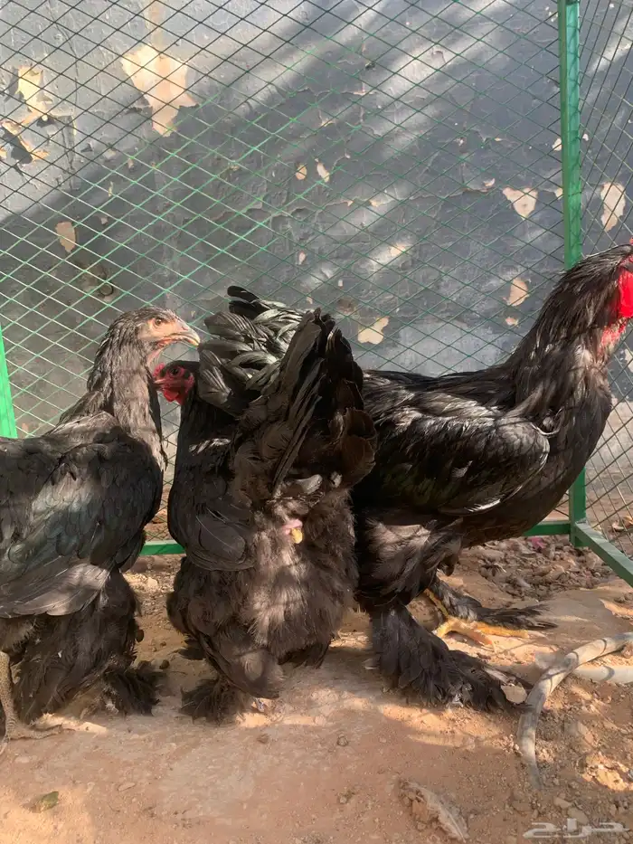 بشاير براهما اسود 0