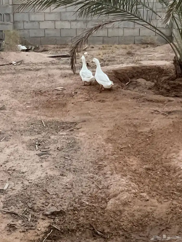 بط منتج للبيع 2