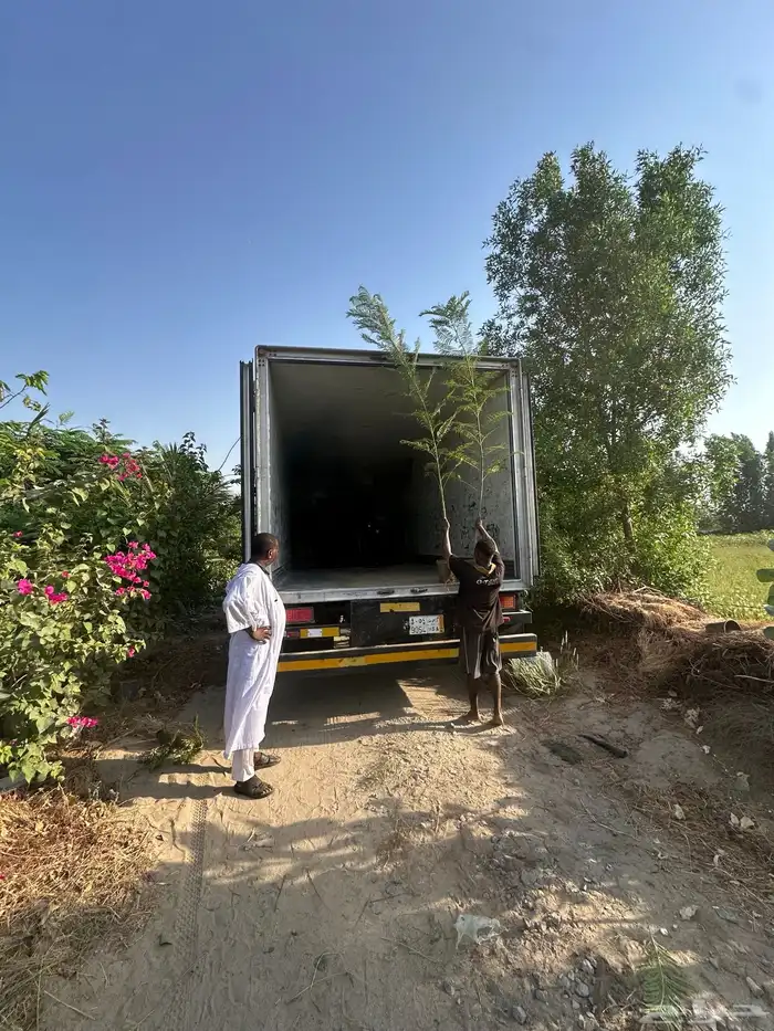 مشاتل بيع الاشجار بالجملة للكميات فقط 13