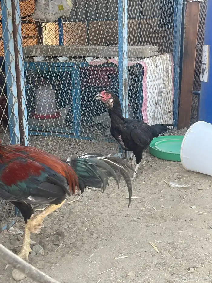 طقم ديك ودجاجه باكستاني 2