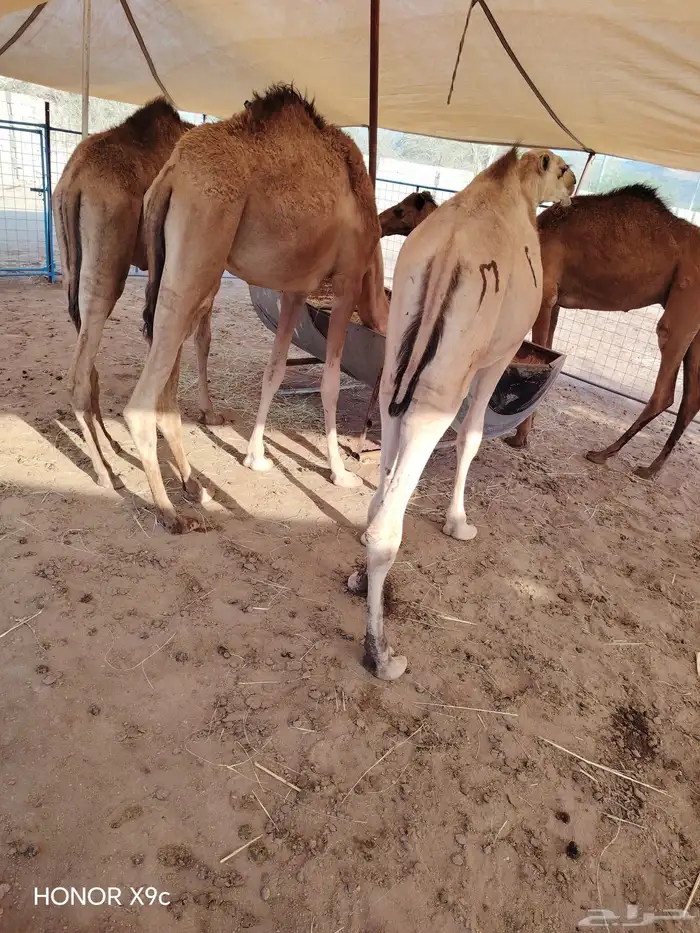 قعدان صومالي أوزان ممتازه من جده 0