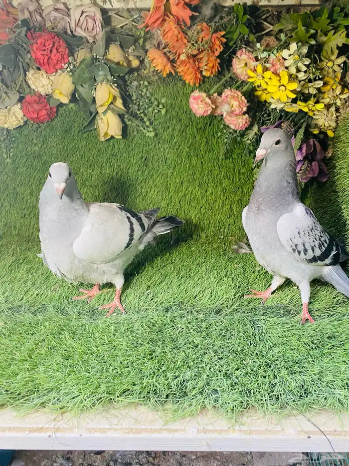 للبيع مجموعة طبات زواجل 6