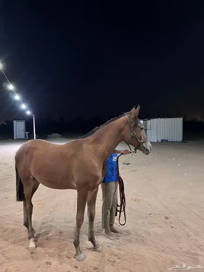 مهر شعبي بطل 0