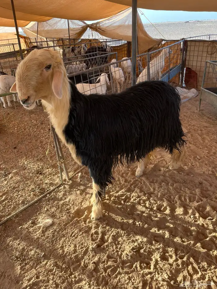 نجدي طيب البيع 1