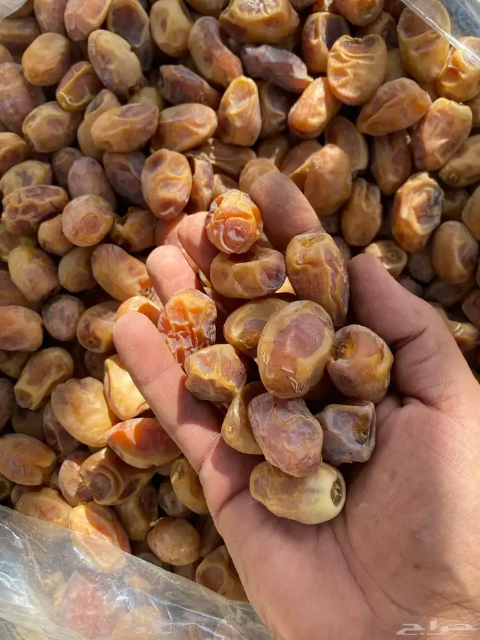 تمر خلاص جاهز للمصنع 1