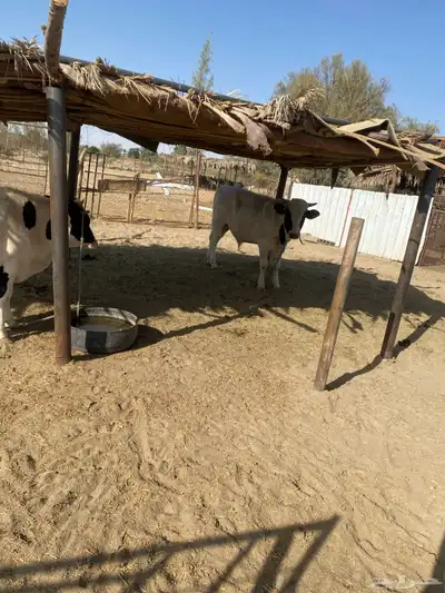 حسيل و حسيلة index