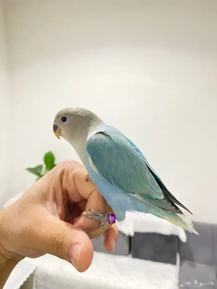 روزات اليفه جدا 11