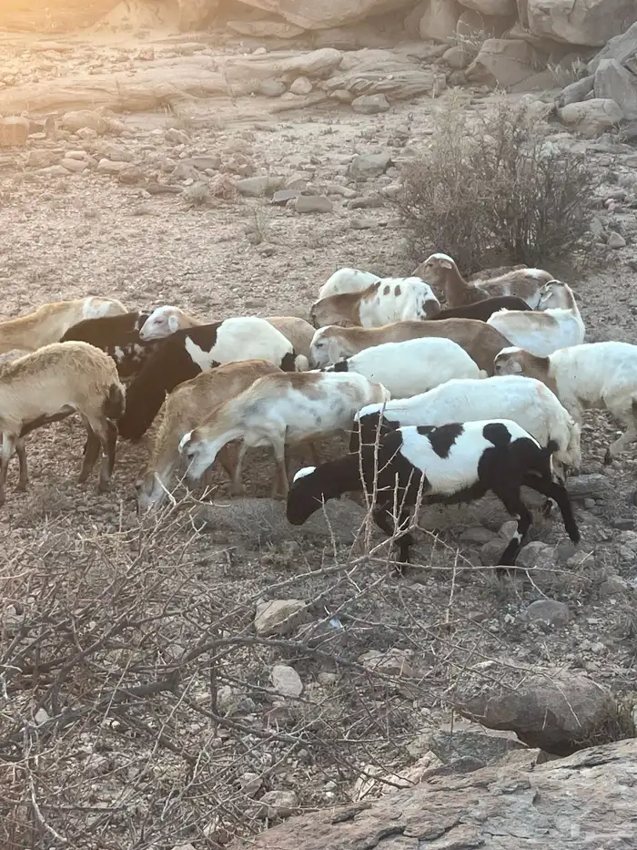 رخال مهجنه رفيدي 5