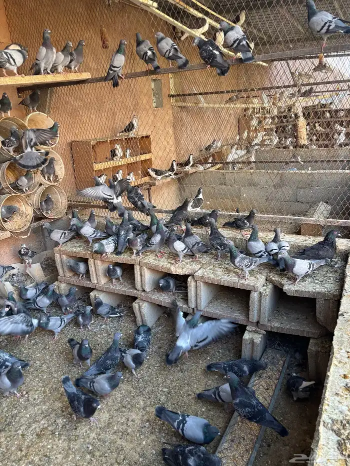 عشة كاملة للبيع 1