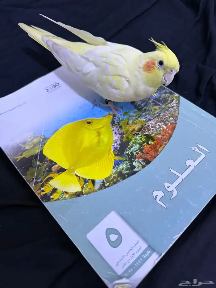 كروان للبيع 0